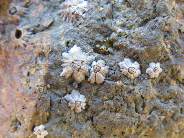 껍데기의 구멍을 막는 뚜껑